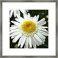 Oh Daisy Framed Print