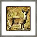 Oh Deer!!! #deer #animal #animals #life Framed Print