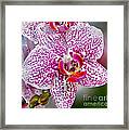 Oh My Orchid Framed Print
