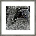 Oh The Lashes Framed Print