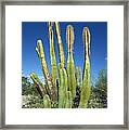 Old Man Cactus Lophocereus Schottii Framed Print
