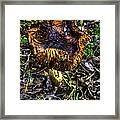 Old Mushroom Framed Print