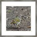 Olivesided Sparrow Framed Print