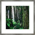 Olympic Forest Framed Print