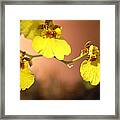 Oncidium Goldiana Orchid Framed Print