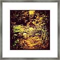 One Of Many Hidden Stone Stairs On The Framed Print