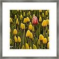 One Tulip Framed Print