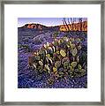Opuntia Opuntia Sp In Chihuahuan Desert Framed Print