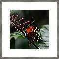 Orange And Yellow On Pink Flowers Framed Print