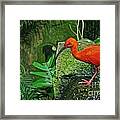 Orange Bird Framed Print