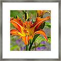 Orange Day Lily Framed Print