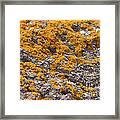 Orange Lichens Framed Print