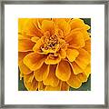 Orange Marigold Framed Print