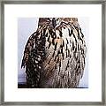 Orange Owl Eyes Framed Print