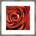 Orange Rose Framed Print