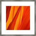 Orange Sunshine Framed Print