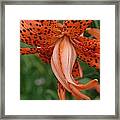 Orange Tiger Lily Framed Print