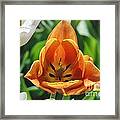 Orange Tulip Framed Print