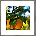 Oranges And Blossoms Framed Print