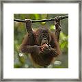 Orangutan Pongo Pygmaeus Young Eating Framed Print