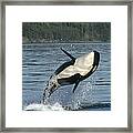 Orca Orcinus Orca Breaching Framed Print