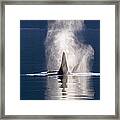 Orca Pair Spouting Southeast Alaska Framed Print