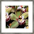 Orchid 15 Framed Print
