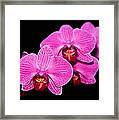 Orchid 17 Framed Print
