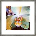 Orchid Framed Print