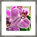 Orchid Textures Framed Print