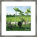 Orchids At Iberostar Golf Course In Punta Cana Dr Framed Print