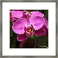 Orchids Framed Print