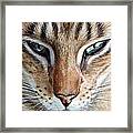 Oriental Cat Framed Print