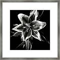 Oriental Lily In Black And White Framed Print