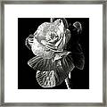 Ornamental Kale In Black And White Framed Print