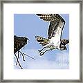 Osprey Flying From Nest Framed Print