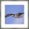 Osprey Flying North America Framed Print