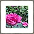 Outstanding Pink Rose Framed Print