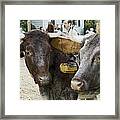 Oxen Pair Framed Print
