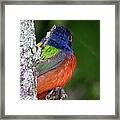 Painted Bunting Framed Print