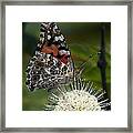 Painted Lady Butterfly Din049 Framed Print