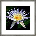 Painted Lily And Pads Framed Print