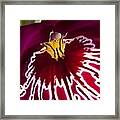 Painted Orchid Ll Framed Print