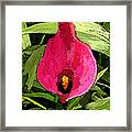 Painted Pink Cala Lily Framed Print