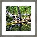 Painted Turtle On The Little Ausable River Framed Print