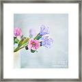 Pale Pink And Purple Pulmonaria Flowers Framed Print