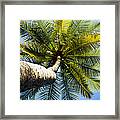 Palm Tree From Below Framed Print