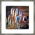Pampas Grass Framed Print