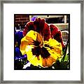 Pansies Outside 44 & X Hell's Kitchen Framed Print