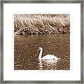 Papa Swan Framed Print